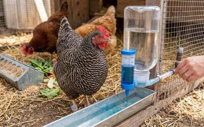 Tavuğa Vitamin Kaç Günde Bir Verilir?