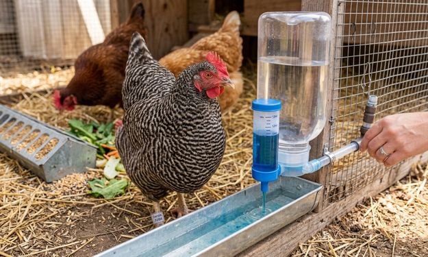 Tavuğa Vitamin Kaç Günde Bir Verilir?